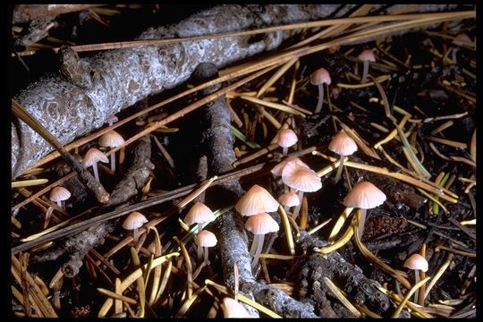 Mycena rosella (Fr.) P. Kumm. 1871 resmi