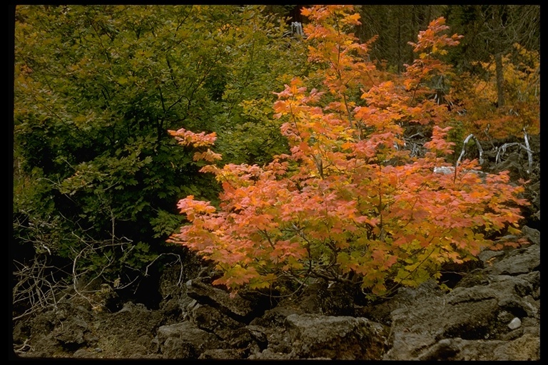 Image of Vine Maple