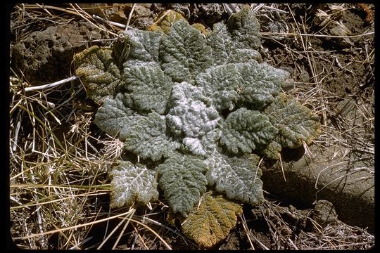 Image of Mediterranean sage