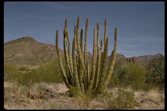 Image of Organ Pipe Cactus