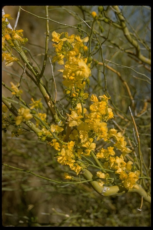 Image of Cercidium