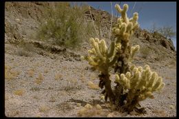 Image of teddybear cholla