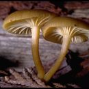 Sivun Clitocybe chrysophylla Hruby 1930 kuva