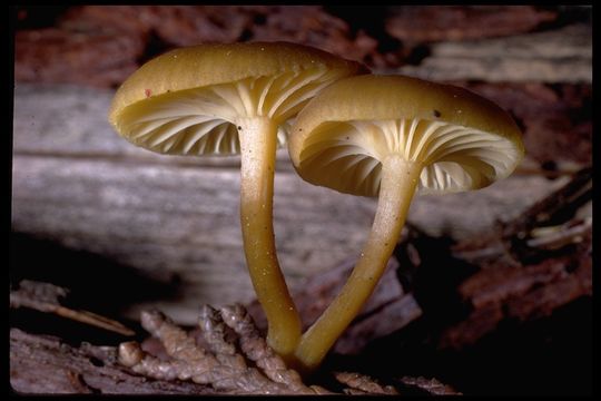 Image of Clitocybe chrysophylla Hruby 1930