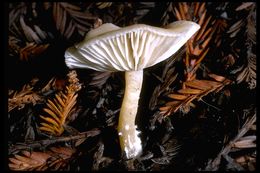 Image of Clitocybe fragrans (With.) P. Kumm. 1871