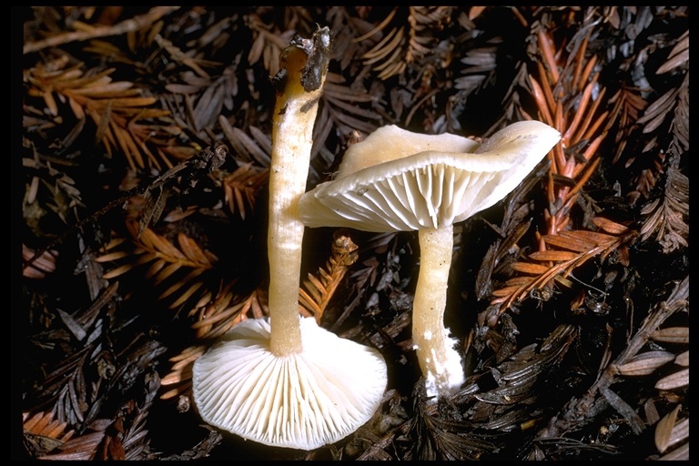 Plancia ëd Clitocybe fragrans (With.) P. Kumm. 1871