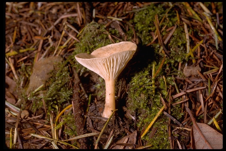 Image of funnel clitocybe