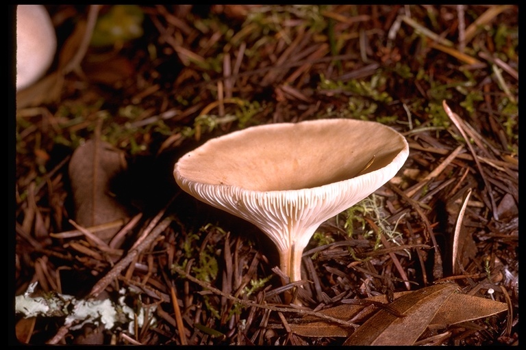 Image of funnel clitocybe