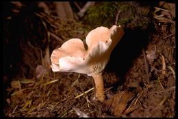 Слика од Clitocybe gibba (Pers.) P. Kumm. 1871