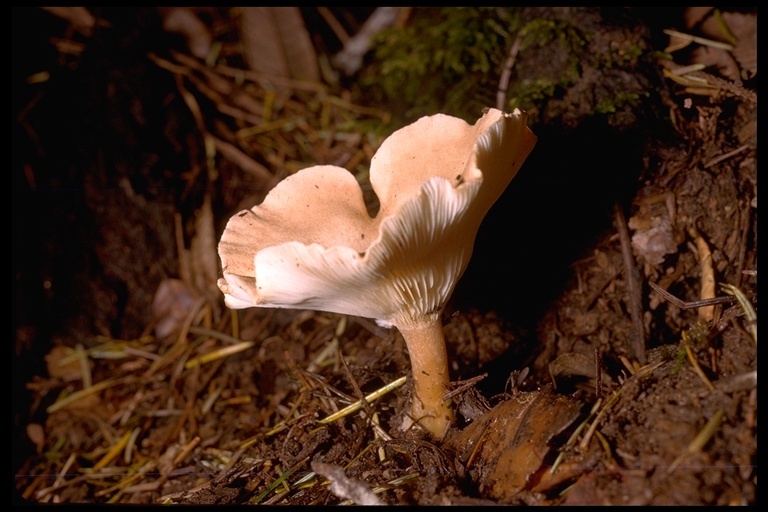 Image of funnel clitocybe