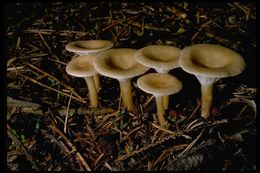 Image of funnel clitocybe