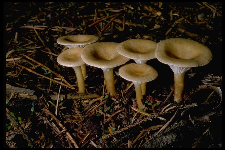 Слика од Clitocybe gibba (Pers.) P. Kumm. 1871