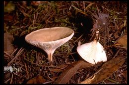 Image of funnel clitocybe