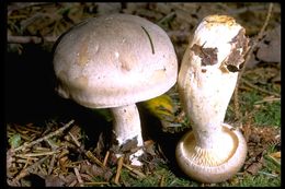 Image de Clitocybe nebularis (Batsch) P. Kumm. 1871