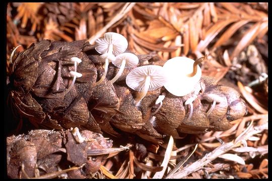 Plancia ëd <i>Collybia conigenoides</i>