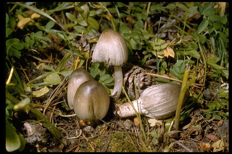 Image of <i>Coprinus atramentarius</i>