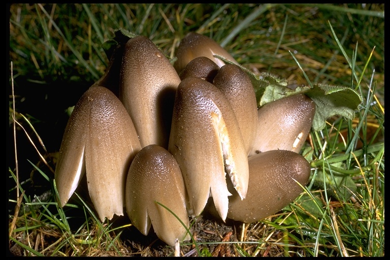 Plancia ëd <i>Coprinus atramentarius</i>