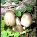 Plancia ëd <i>Coprinus atramentarius</i>