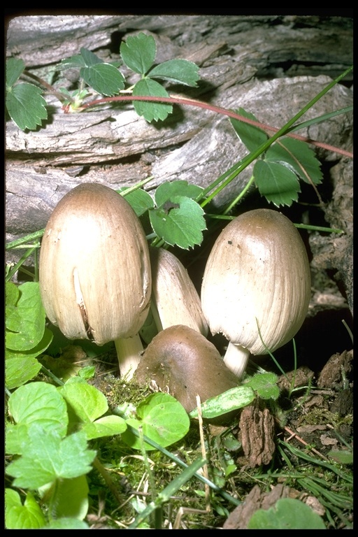 Plancia ëd <i>Coprinus atramentarius</i>