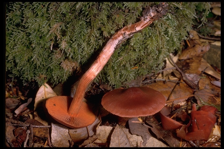 Image of Cortinarius californicus A. H. Sm. 1939