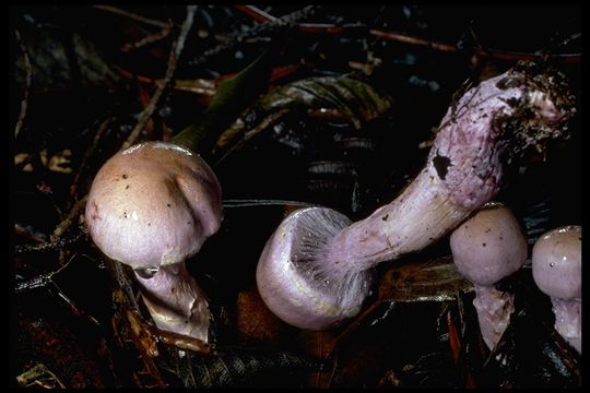 Image of Cortinarius camphoratus (Fr.) Fr. 1838