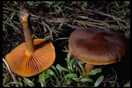 Image of Cortinarius cinnamomeus (L.) Gray 1821