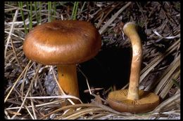 Image of Cortinarius cinnamomeus (L.) Gray 1821