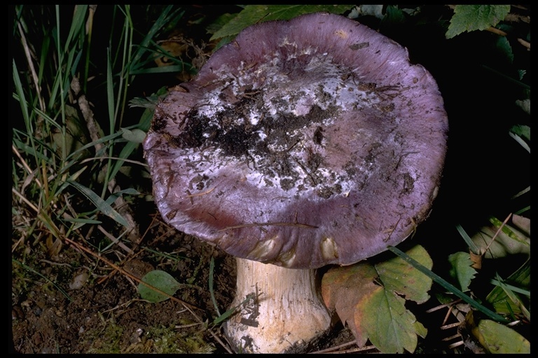 Image of Cortinarius mutabilis A. H. Sm. 1944