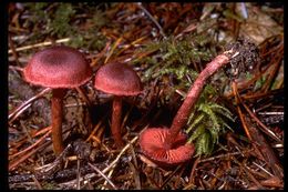 Image of Cortinarius sanguineus (Wulfen) Gray 1821