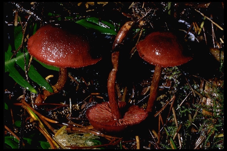 Image of Cortinarius sanguineus (Wulfen) Gray 1821