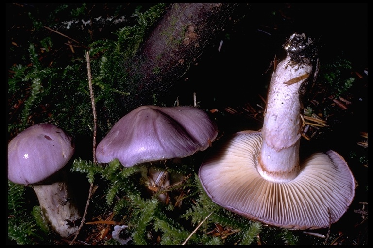 Image of Cortinarius subfoetidus A. H. Sm. 1944