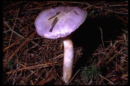 Image of Cortinarius subfoetidus A. H. Sm. 1944