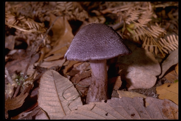 Image of Cortinarius violaceus (L.) Gray 1821