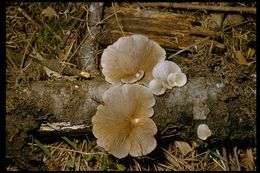 Image of Crepidotus mollis (Schaeff.) Staude 1857