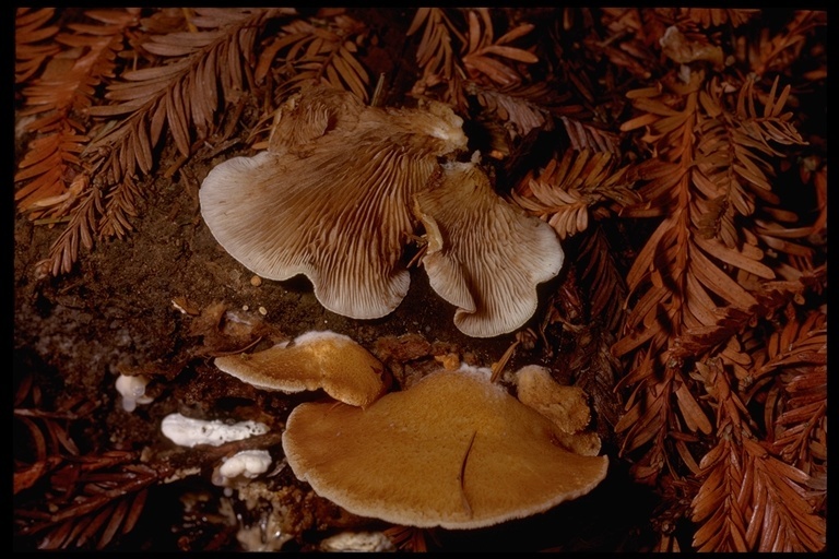 Image of Crepidotus mollis (Schaeff.) Staude 1857