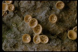 Image of white-egg bird's nest