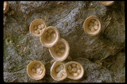 Image of white-egg bird's nest