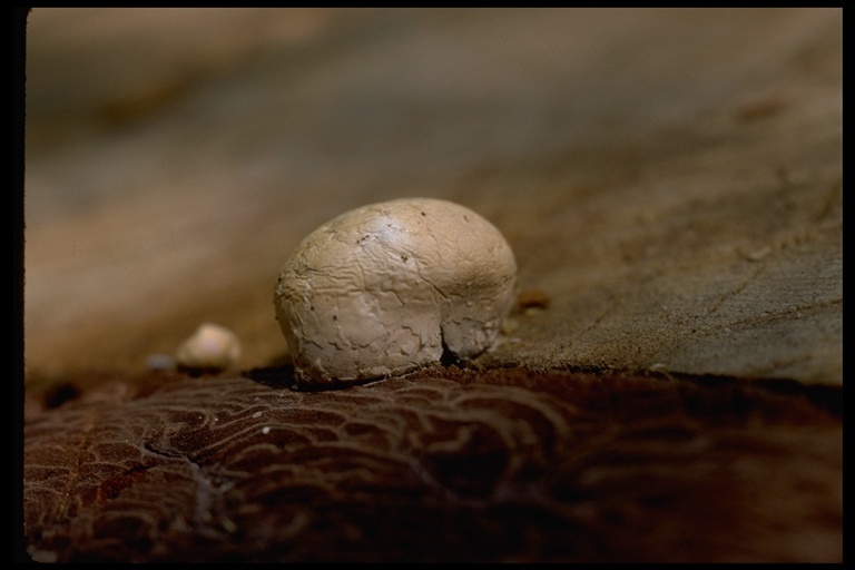 Image of Cryptoporus volvatus (Peck) Shear 1902