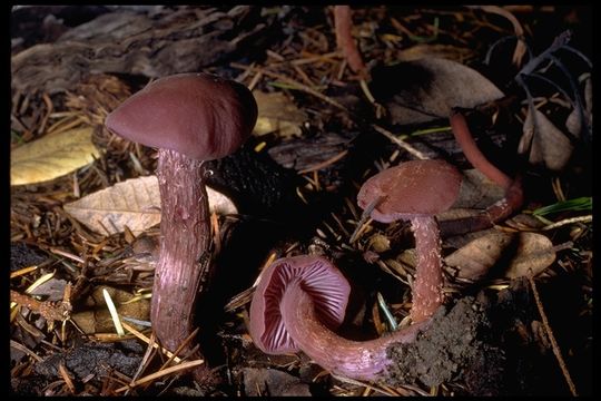 Image of Laccaria amethystina Cooke 1884