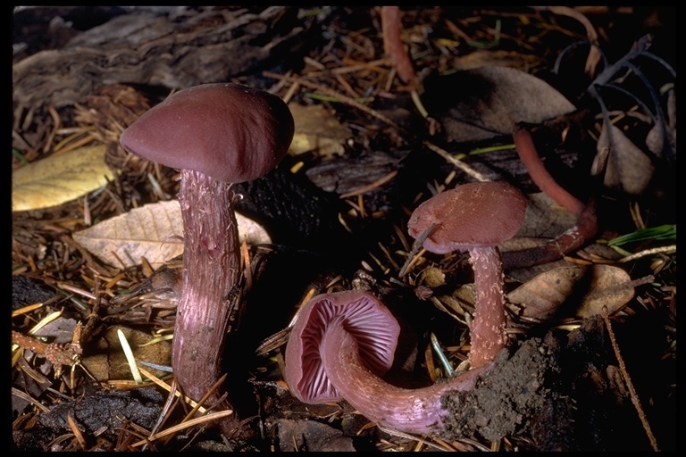 Plancia ëd Laccaria amethystina Cooke 1884