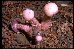 Image of Laccaria amethystina Cooke 1884