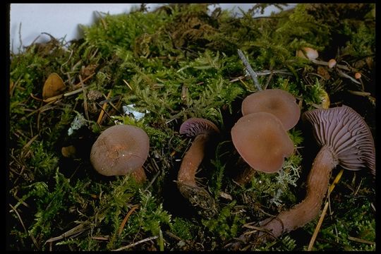 Image of Western Amethyst Deceiver