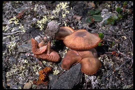 Plancia ëd Laccaria bicolor (Maire) P. D. Orton 1960