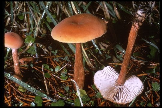 Image of Laccaria laccata (Scop.) Cooke 1884