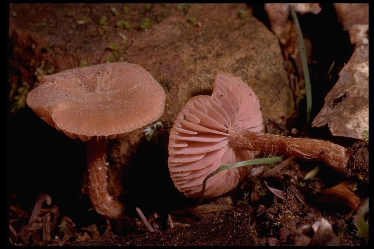 Image of Laccaria laccata (Scop.) Cooke 1884