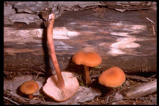 Plancia ëd Laccaria laccata (Scop.) Cooke 1884