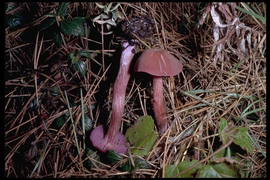 Plancia ëd Laccaria ochropurpurea (Berk.) Peck 1897