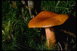 Image of Lactarius aurantiacus (Pers.) Gray 1821