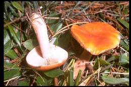 Image of Lactarius aurantiacus (Pers.) Gray 1821