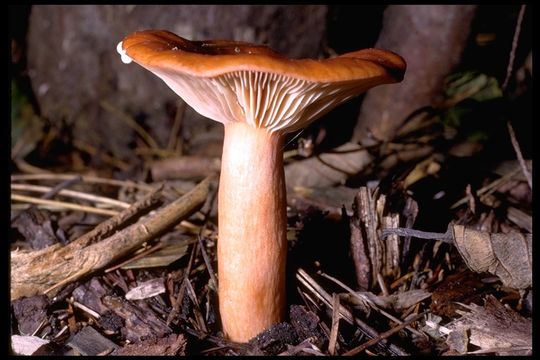 Слика од Lactarius aurantiacus (Pers.) Gray 1821